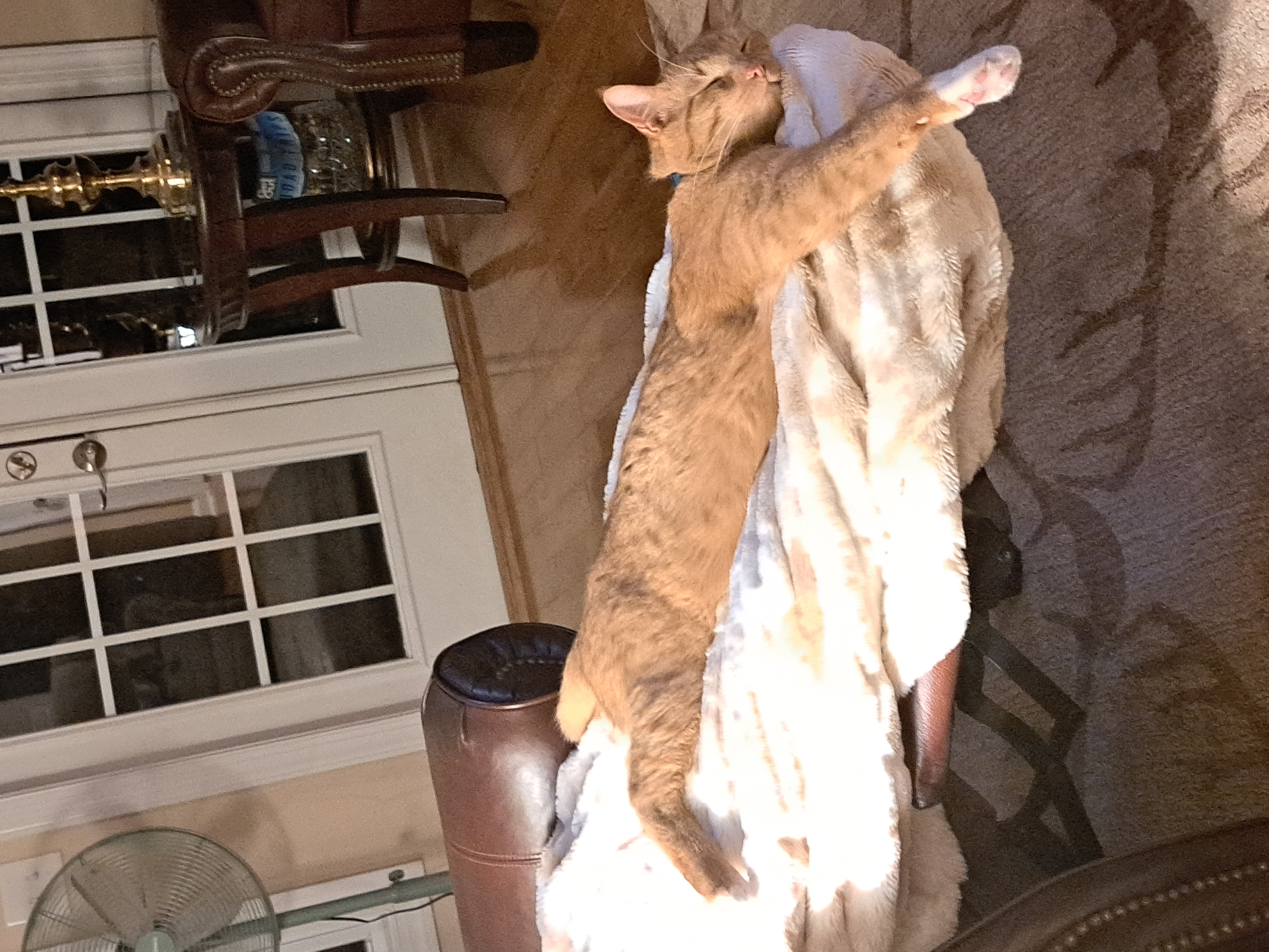 Mr. Cheetos resting