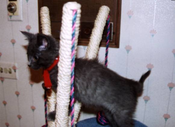 bozo the cat