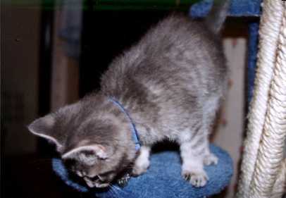 bubba the cat