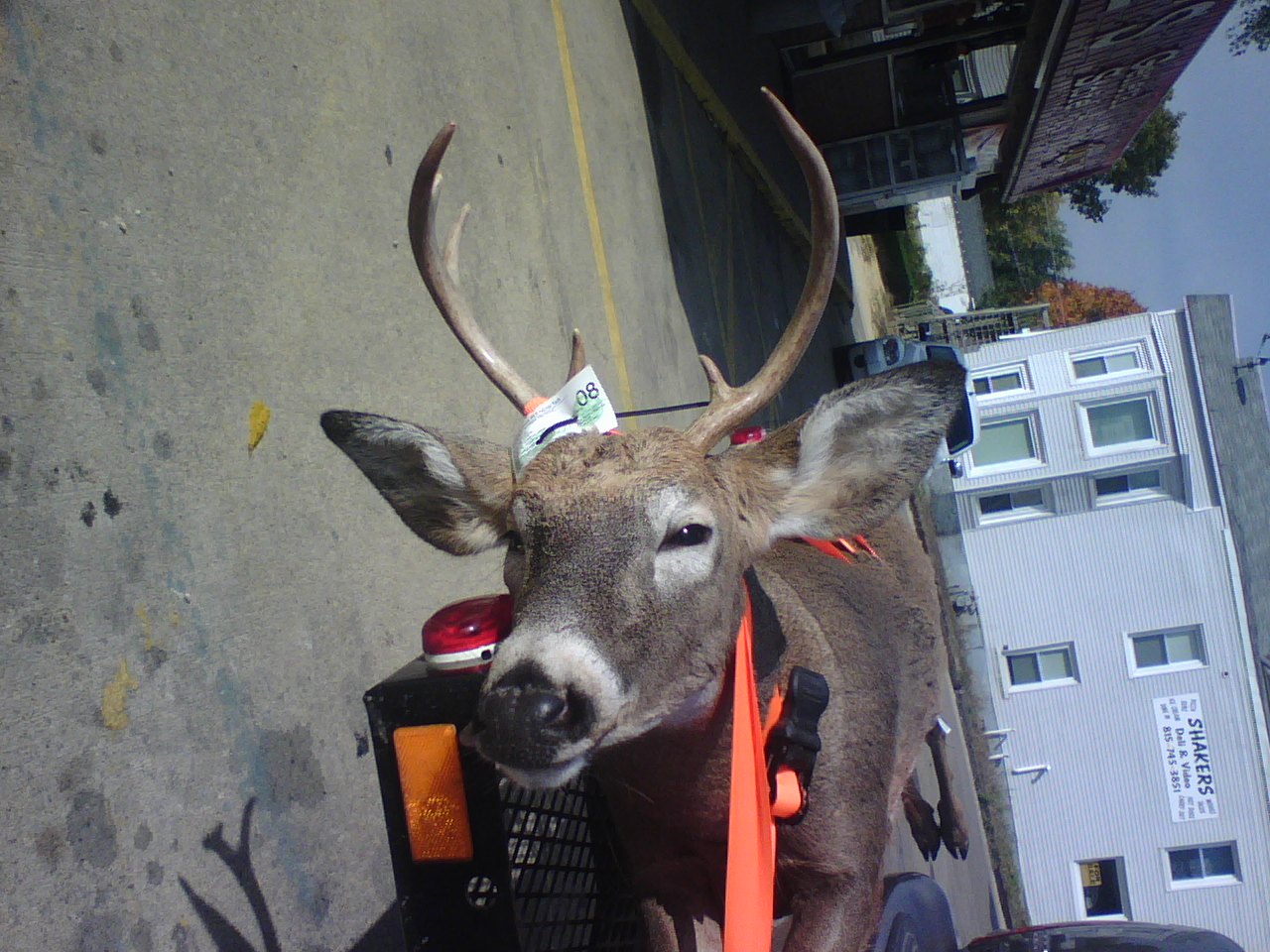 img/fun/Hunting/1012081132a.jpg