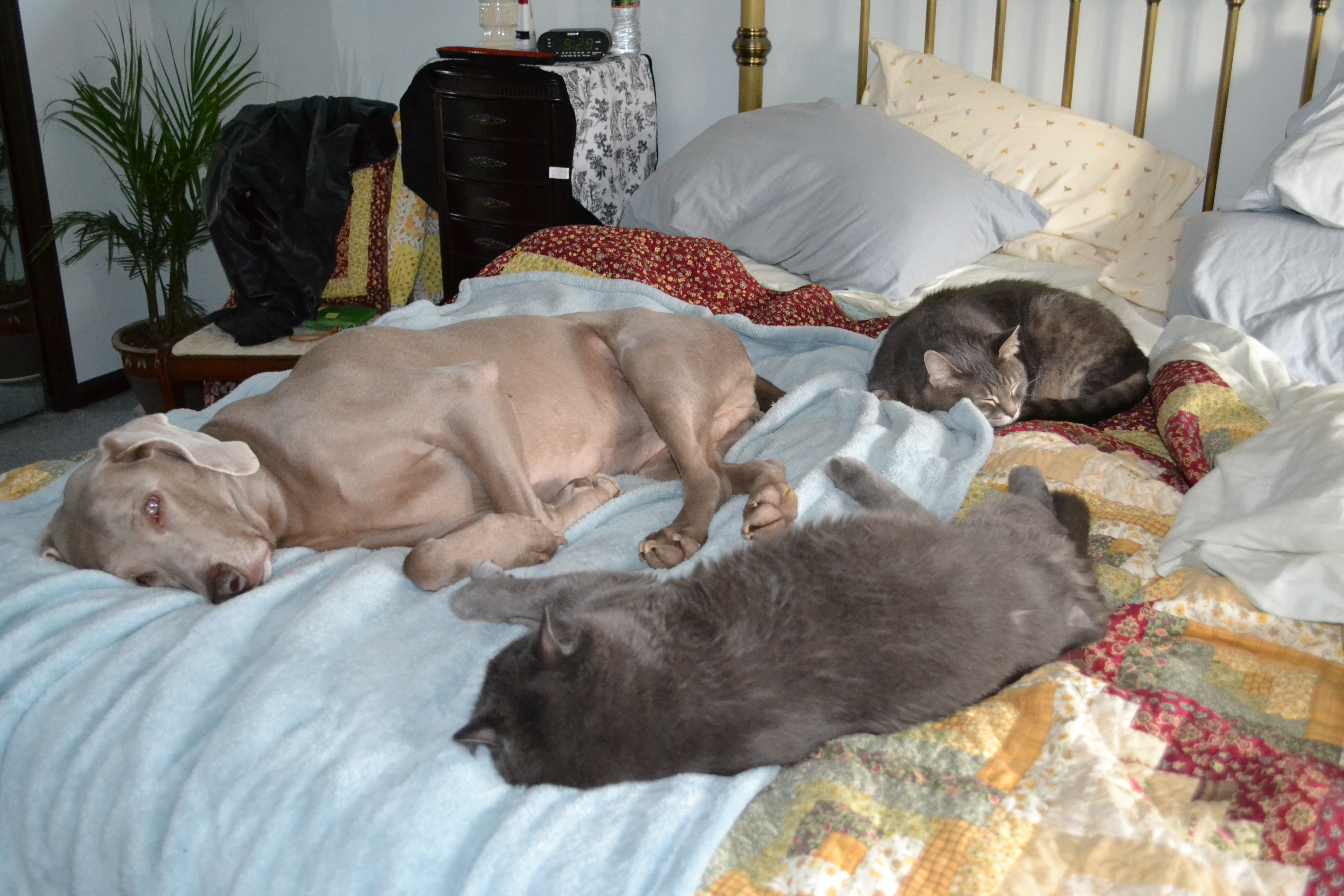 The Three Amigos